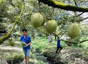 Nếu vi phạm nhiều lần, sầu riêng sẽ bị Trung Quốc ‘tuýt còi'